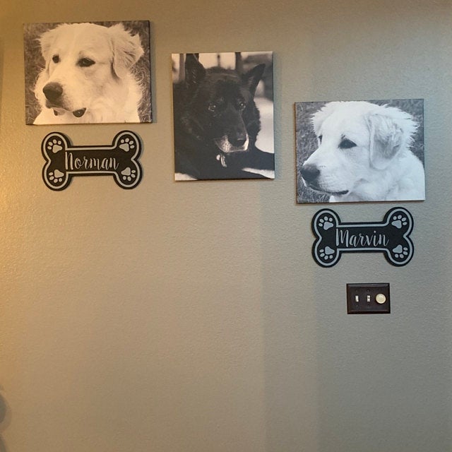 Nom per mascota / gos